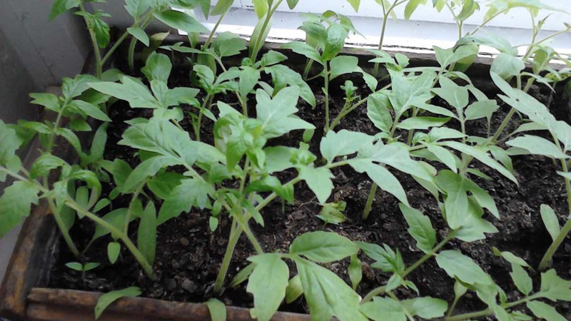 Un hybride précoce au goût exceptionnel - Tomate Lily Marlene F1