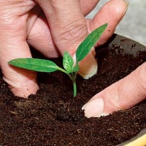 Piment Red Bull juteux et productif pour cultiver des fruits exceptionnellement savoureux sur votre site