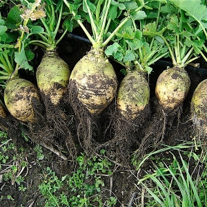 Qu'est-ce que le rutabaga, comment pousse-t-il, ce qui est utile et où il est utilisé