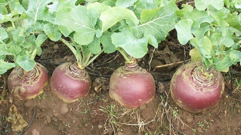 Qu'est-ce que le rutabaga, comment pousse-t-il, ce qui est utile et où il est utilisé