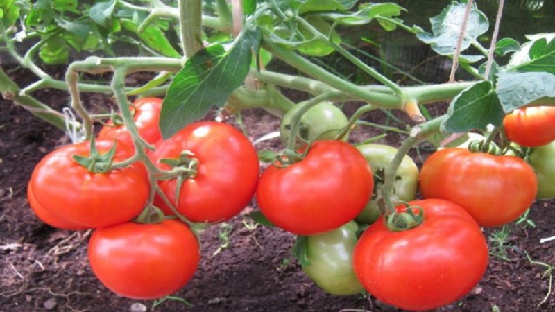 Tomate hybride Bella Dew et comment la cultiver correctement