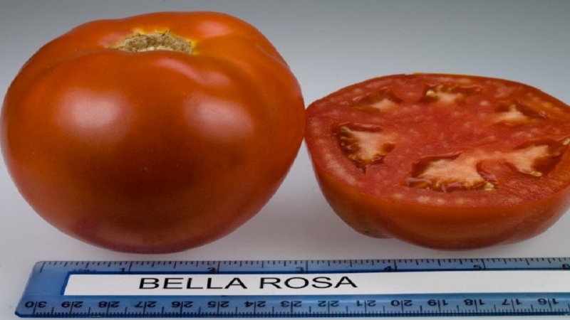 Tomate hybride Bella Dew et comment la cultiver correctement