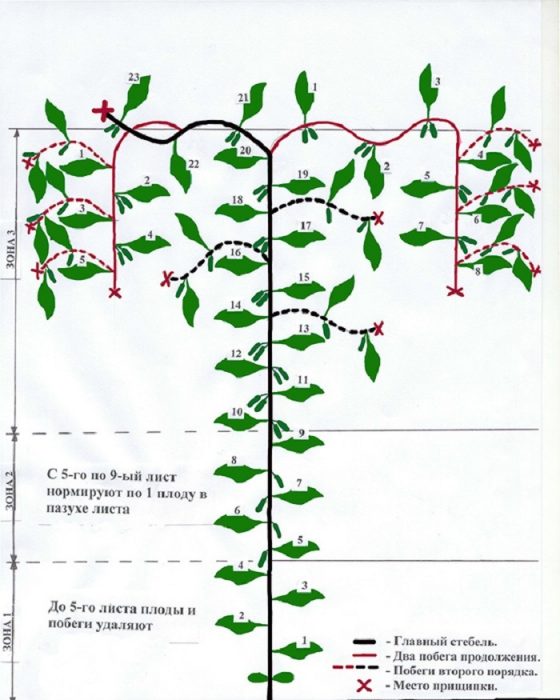 Comment pincer correctement les concombres - quand et pourquoi est-il nécessaire