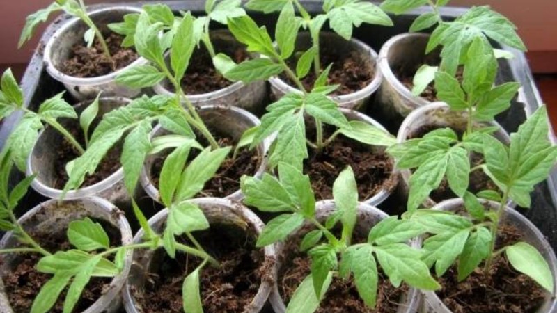 Gros fruits au goût excellent - la tomate secrète de Babushkin