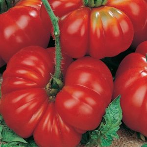 Comment faire pousser et où utiliser la livre de tomate Rosamarin