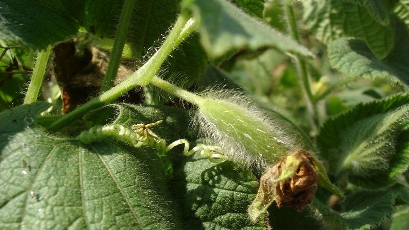 Que sont les concombres rouges (Tladianta Doubtful), à quoi servent-ils et que faire avec
