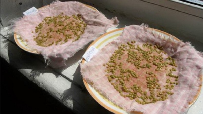 Règles de base pour le traitement des tomates avec de l'acide borique: préparer une solution et vaporiser, en évitant les erreurs