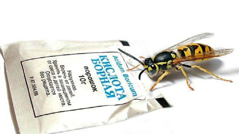 Règles de base pour le traitement des tomates avec de l'acide borique: préparer une solution et vaporiser, en évitant les erreurs