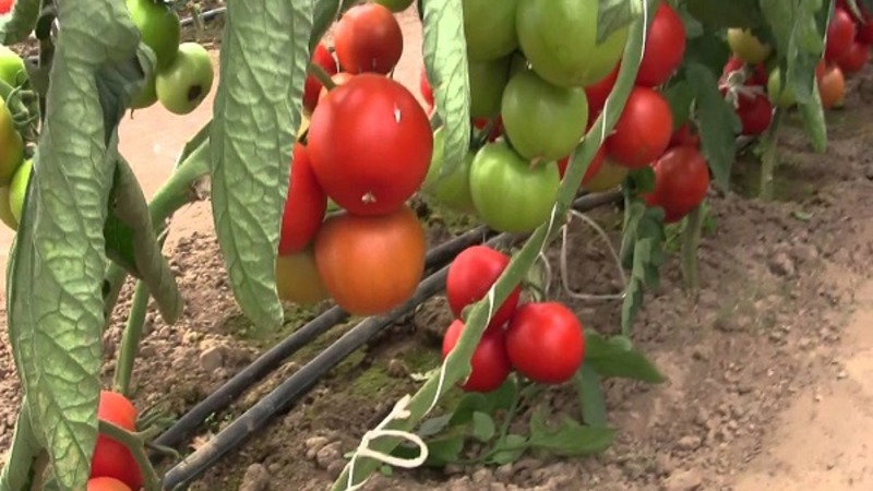 Un hybride persistant des sélectionneurs japonais - Michelle Tomato F1: Cultivez nous-mêmes sans tracas