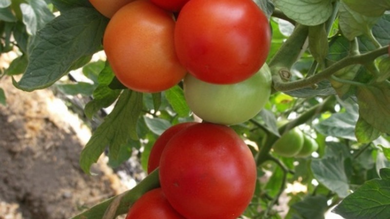 Un hybride persistant des sélectionneurs japonais - Michelle Tomato F1: Cultivez nous-mêmes sans tracas