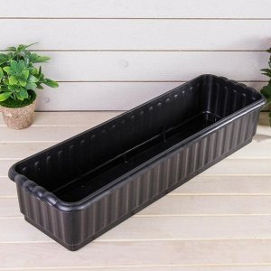 Une variété inhabituelle aux fruits violets - Big Papa pepper et les nuances de sa culture