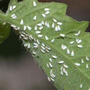 Une variété inhabituelle aux fruits violets - Big Papa pepper et les nuances de sa culture