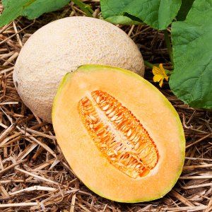 Comment faire cuire du melon séché à la maison