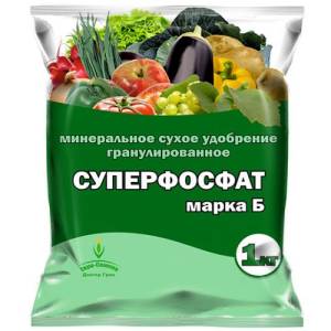 Poivre de chanterelle très brillant et étonnamment savoureux pour les préparations, les plats délicieux et la consommation fraîche