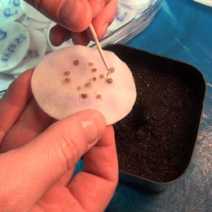 Productivité élevée et à long terme avec des soins appropriés - Tomate Khokhloma et les secrets de sa culture