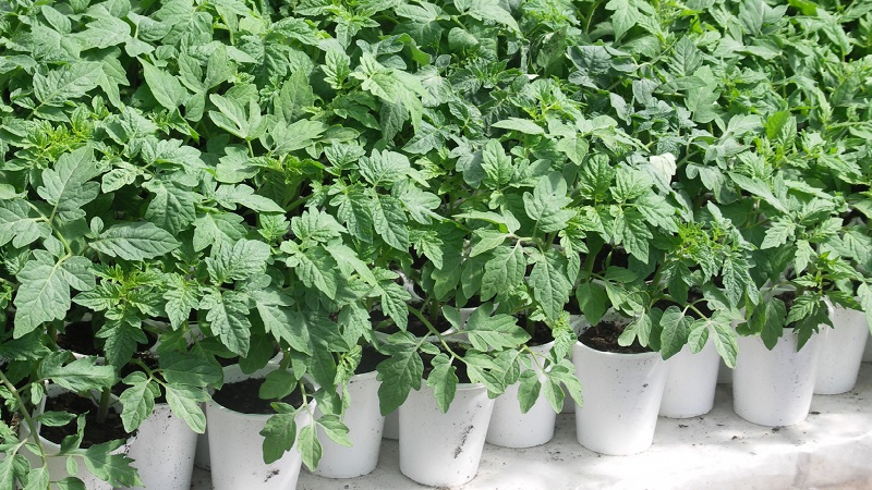 Productivité élevée et à long terme avec des soins appropriés - Tomate Khokhloma et les secrets de sa culture