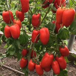 Productivité élevée et à long terme avec des soins appropriés - Tomate Khokhloma et les secrets de sa culture