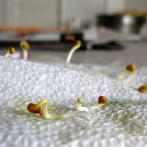 Productivité élevée et à long terme avec des soins appropriés - Tomate Khokhloma et les secrets de sa culture