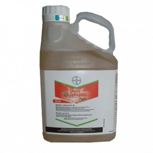 Comment traiter les pucerons sur les concombres dans une serre: méthodes efficaces et mesures préventives