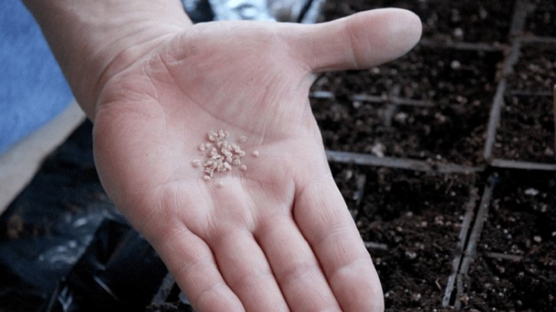 Pourquoi le brandy f1 rose au bœuf à la tomate est-il si bon et pourquoi les estivants l'aiment tellement: un examen de la variété et des secrets de sa culture