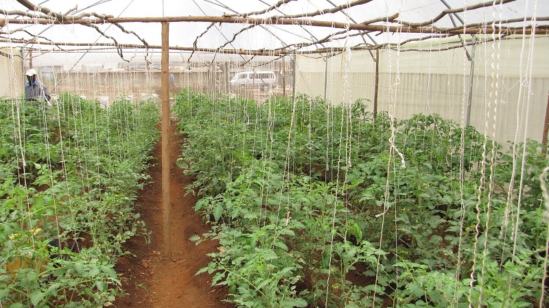 Pourquoi le gel rose hybride hollandais à maturation précoce est si bon