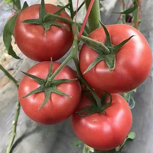 Pourquoi le gel rose hybride hollandais à maturation précoce est si bon