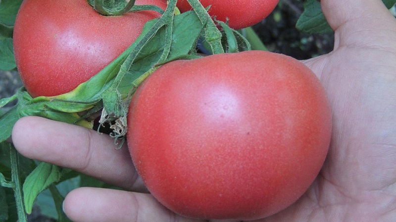 Pourquoi le gel rose hybride hollandais à maturation précoce est si bon