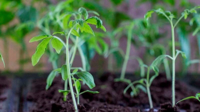 Pourquoi le gel rose hybride hollandais à maturation précoce est si bon