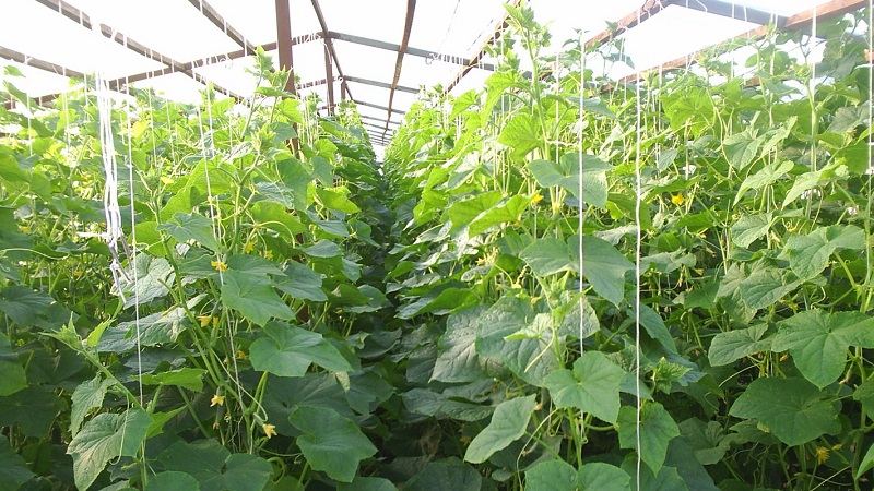 Comment augmenter le rendement des concombres à l'extérieur en utilisant des méthodes simples mais très efficaces