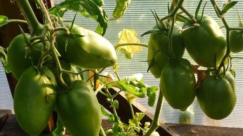 Pourquoi la perle de tomate de Sibérie ne vous décevra certainement pas: les avantages et les inconvénients d'une variété qui donne une récolte riche