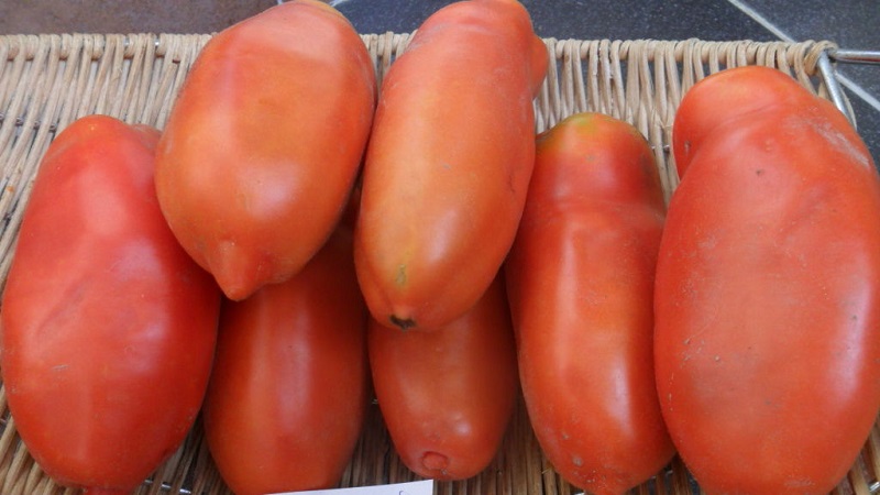 Pourquoi la perle de tomate de Sibérie ne vous décevra certainement pas: les avantages et les inconvénients d'une variété qui donne une récolte riche
