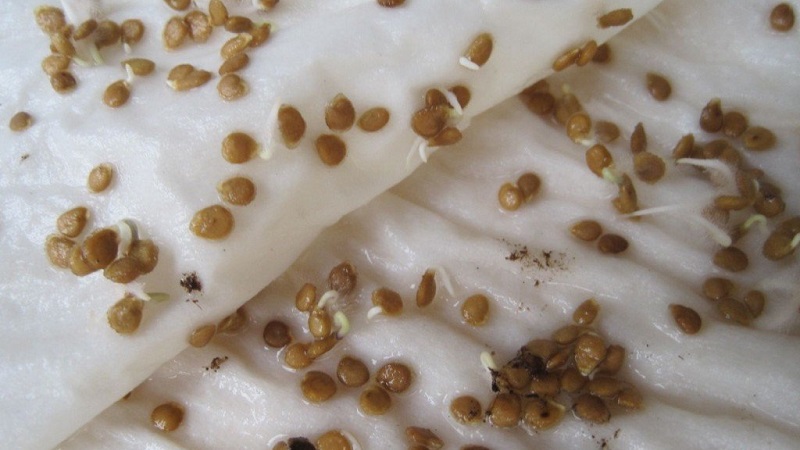 Pourquoi la perle de tomate de Sibérie ne vous décevra certainement pas: les avantages et les inconvénients d'une variété qui donne une récolte riche