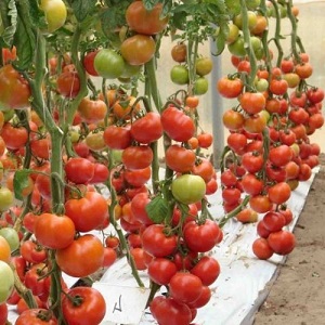 Vous surprendra par son rendement et son goût - Tomate Belle F1 et les secrets de la technologie agricole de jardiniers expérimentés