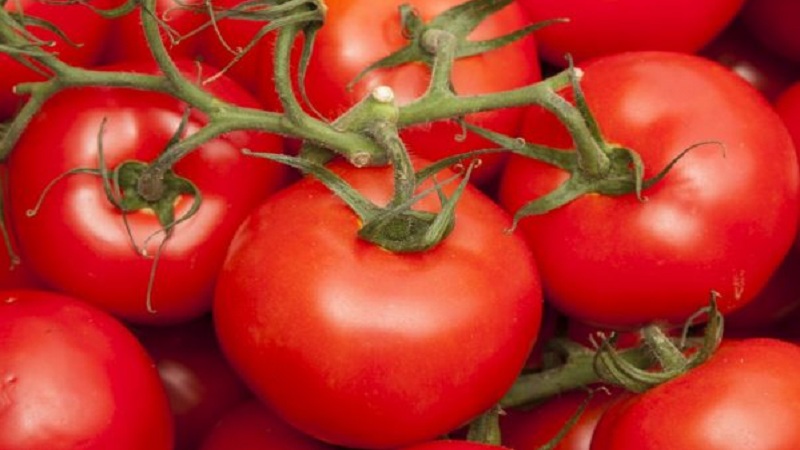 Vous surprendra par son rendement et son goût - Tomate Belle F1 et les secrets de la technologie agricole de jardiniers expérimentés