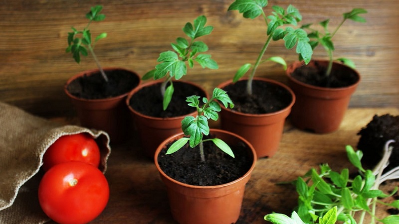 Vous surprendra par son rendement et son goût - Tomate Belle F1 et les secrets de la technologie agricole de jardiniers expérimentés
