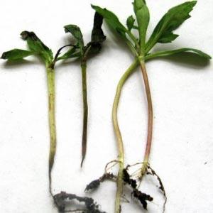 Comment et quoi faire face aux maladies des plants de poivrons