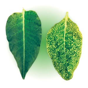 Comment et quoi faire face aux maladies des plants de poivrons