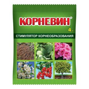 Comment et quoi faire face aux maladies des plants de poivrons