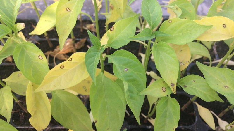 Comment et quoi faire face aux maladies des plants de poivrons