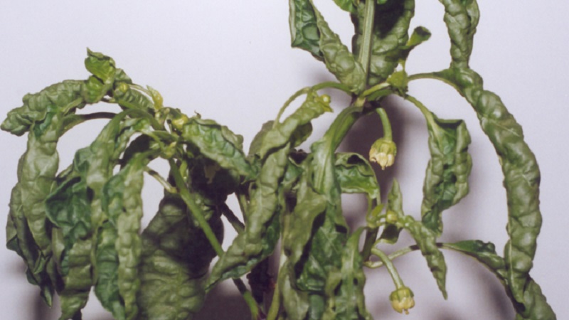 Comment et quoi faire face aux maladies des plants de poivrons