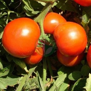 Un excellent hybride pour les grands espaces - la Shedi Lady Tomato F1: nous cultivons des tomates sans prétention sans tracas