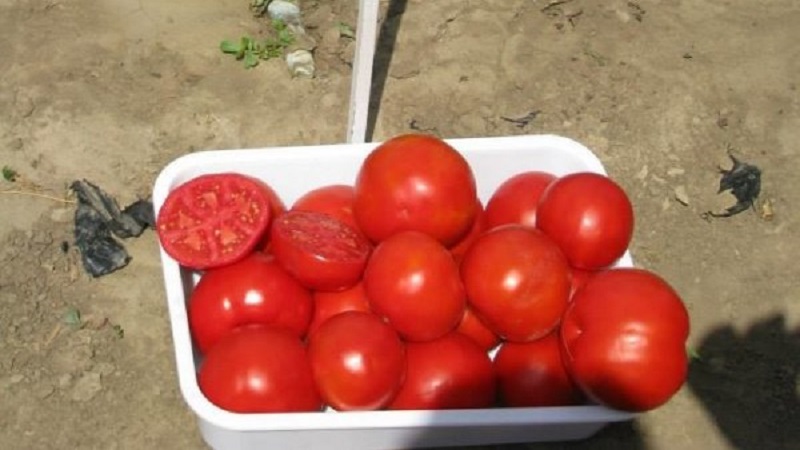Un excellent hybride pour les grands espaces - la Shedi Lady Tomato F1: nous cultivons des tomates sans prétention sans tracas
