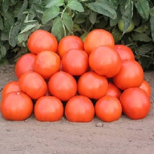 Un excellent hybride pour les grands espaces - la Shedi Lady Tomato F1: nous cultivons des tomates sans prétention sans tracas