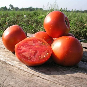 Un excellent hybride pour les grands espaces - la Shedi Lady Tomato F1: nous cultivons des tomates sans prétention sans tracas