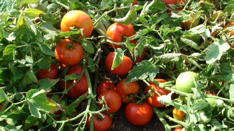 Un excellent hybride pour les grands espaces - la Shedi Lady Tomato F1: nous cultivons des tomates sans prétention sans tracas