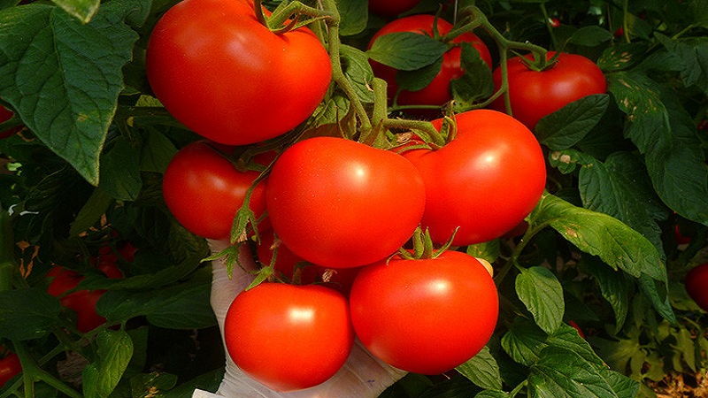 Si vous voulez obtenir une récolte précoce de tomates juteuses et sucrées, cultivez la tomate Aigen f1 sans trop de tracas