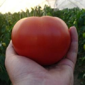 Si vous voulez obtenir une récolte précoce de tomates juteuses et sucrées, cultivez la tomate f1 d'Aigen sans trop de tracas