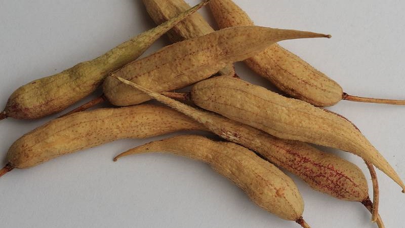 Comment récolter les graines de radis à la maison: instructions étape par étape et conseils utiles