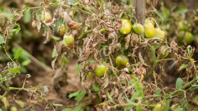 Sauver les tomates de Phytophthora: des remèdes populaires qui vous aideront à combattre efficacement la maladie