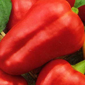 Variété de poivrons à maturation précoce, doux et juteux Pelle rouge: un aperçu et des instructions pour la culture